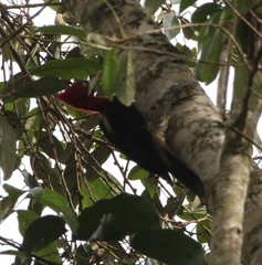 Campephilus robustus