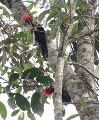 Campephilus robustus