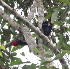 Campephilus robustus