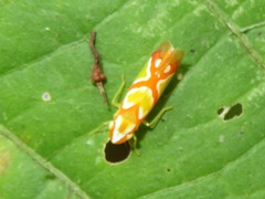 Erythrogonia aurivagula