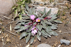 Calandrinia colchaguensis