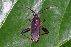 Notobitus