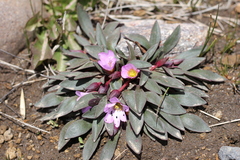 Calandrinia colchaguensis