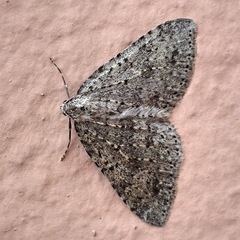 Colostygia multistrigaria