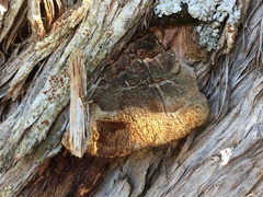 Pyrofomes juniperinus