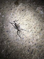 Polycleptidella chilensis