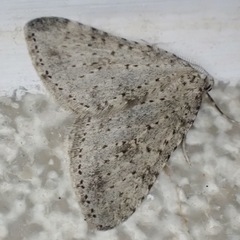 Colostygia multistrigaria