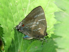 Parrhasius selika