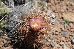 Austrocactus longicarpus
