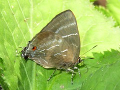 Parrhasius selika