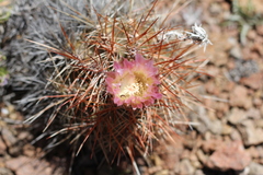 Austrocactus longicarpus