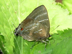 Parrhasius selika