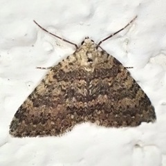 Colostygia multistrigaria