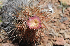 Austrocactus longicarpus