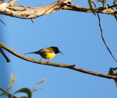 Aethopyga nipalensis