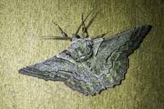 Hypobapta tachyhalotaria