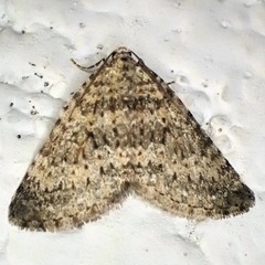 Colostygia multistrigaria