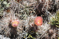 Austrocactus longicarpus