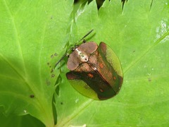 Cyrtonota serinus