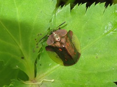 Cyrtonota serinus