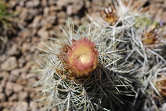 Austrocactus longicarpus