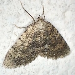 Colostygia multistrigaria