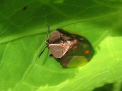 Cyrtonota serinus
