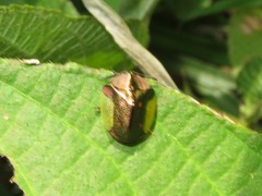 Cyrtonota serinus