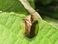 Cyrtonota serinus