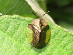 Cyrtonota serinus