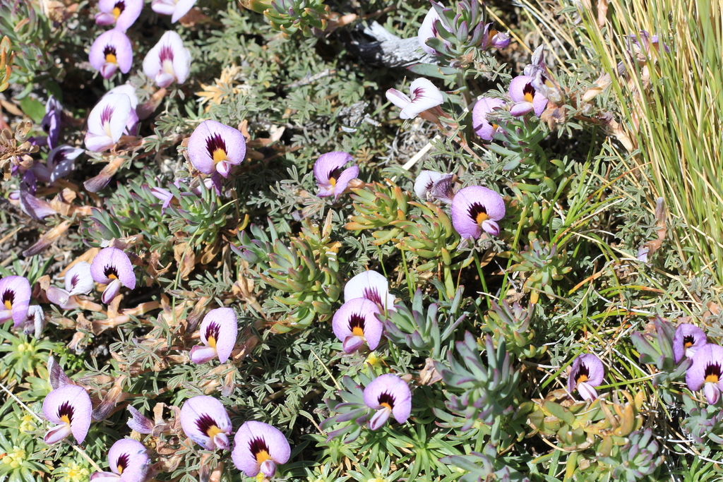Adesmia parvifolia