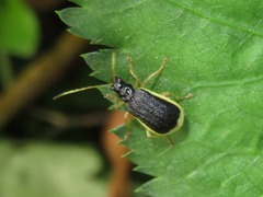 Paratriarius