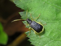 Paratriarius