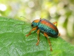 Callicolaspis ornata