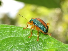 Callicolaspis ornata