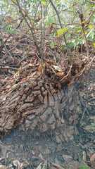 Dioscorea mexicana