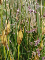 Marsippospermum grandiflorum