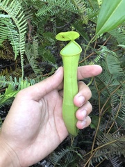 Nepenthes gracilis