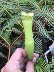 Nepenthes gracilis