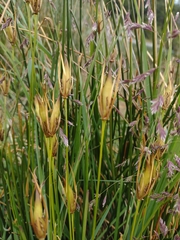 Marsippospermum grandiflorum