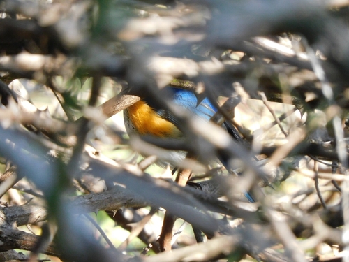 Himalayan Bluetail (Tarsiger rufilatus), photo 6