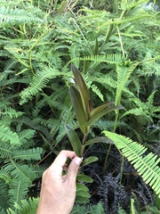 Bromheadia finlaysoniana