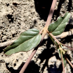 Boerhavia dominii