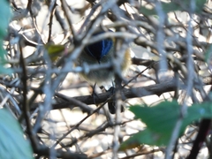 Tarsiger rufilatus