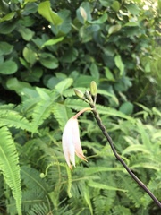 Bromheadia finlaysoniana