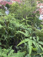 Bromheadia finlaysoniana