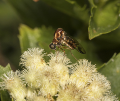 Megalybus pictus