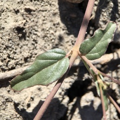 Boerhavia dominii