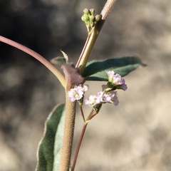 Boerhavia dominii