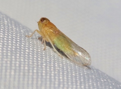 Haplaxius ovatus